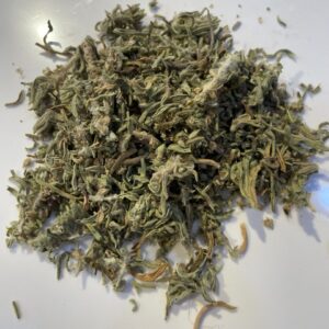 شندغورة Shandgora