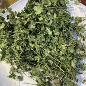 دبشة جافة عود (قصبر جاف عود-حشيش-  Coriandre séchée)