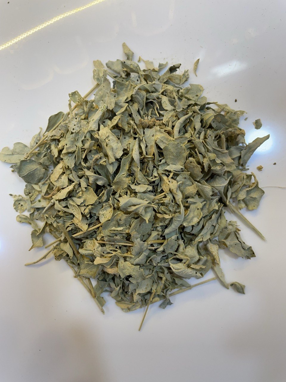 قطف مالح - Saltbush