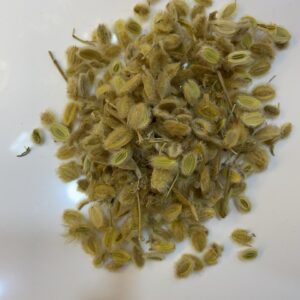 الكمون الصوفي Woolly Cumin