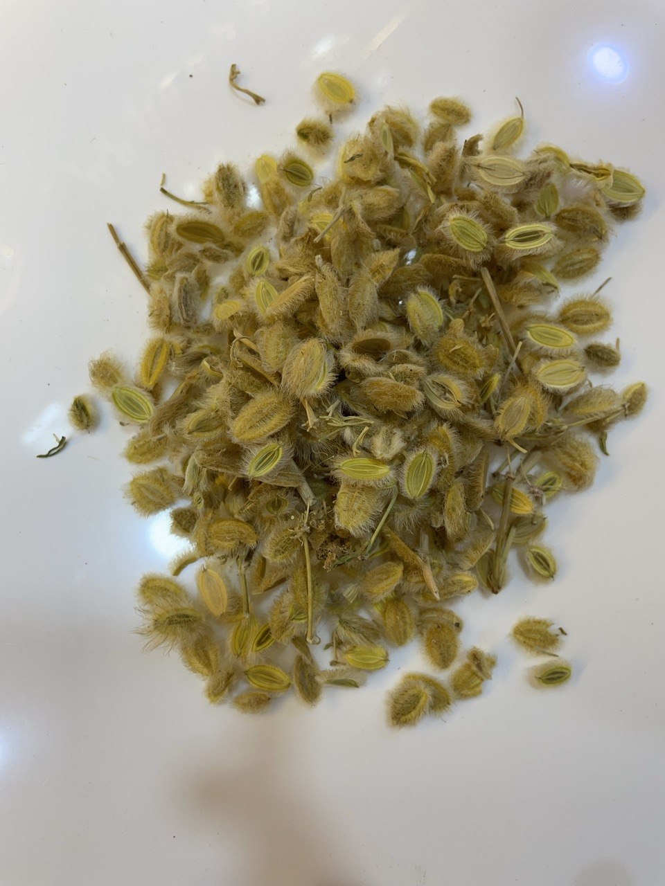 الكمون الصوفي Woolly Cumin