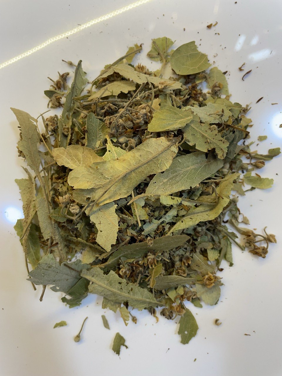زيزفون أوروبي Linden