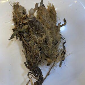 رجل الأسد Alchemilla Valgaris