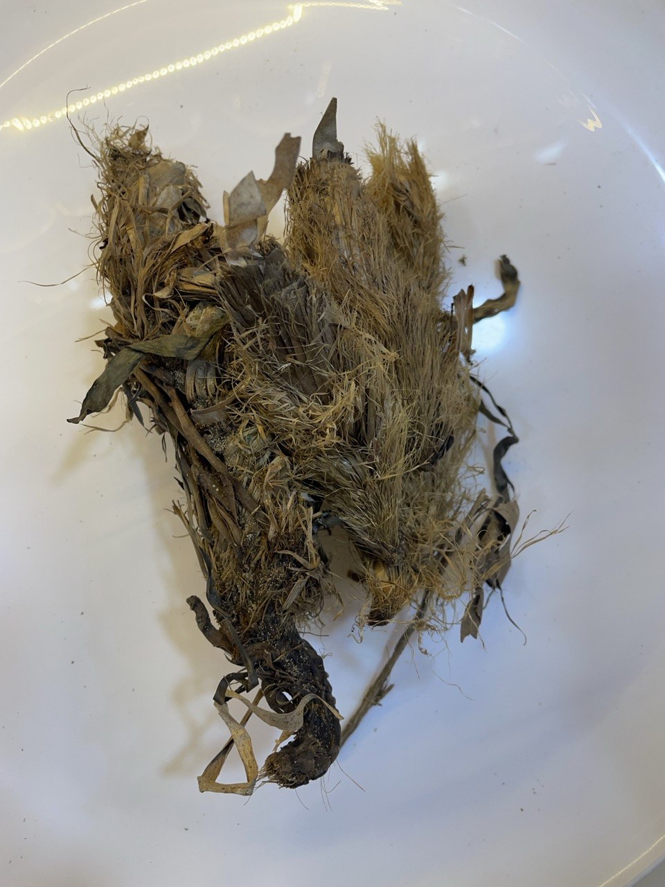 رجل الأسد Alchemilla Valgaris