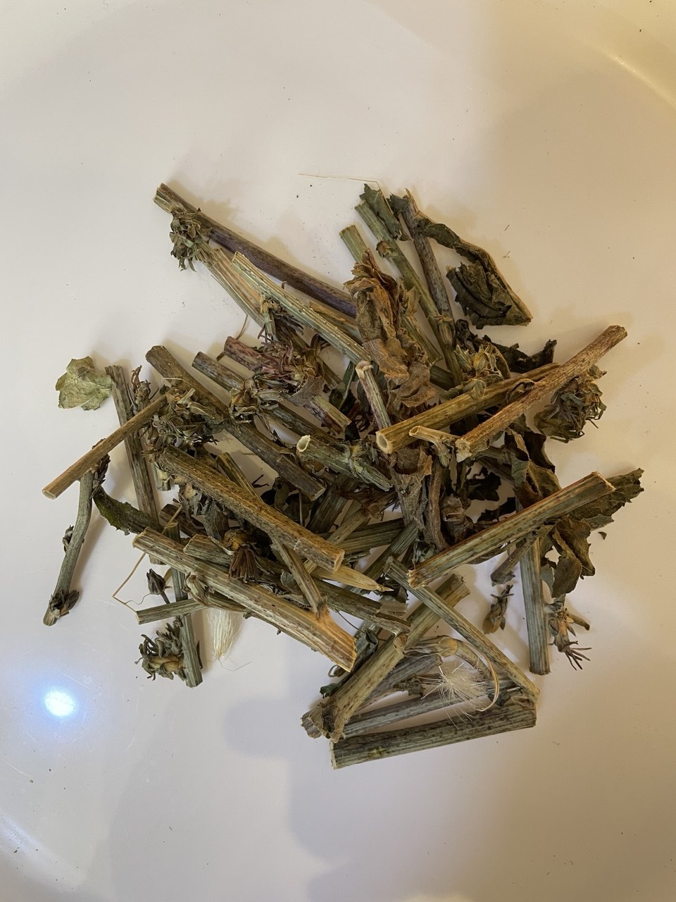 هندباء Dandelion