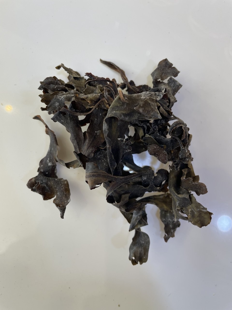 الفوقس الحويصلي Bladder Wrack