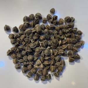 مورينغا حب (مورينجا حب) Moringa Seeds
