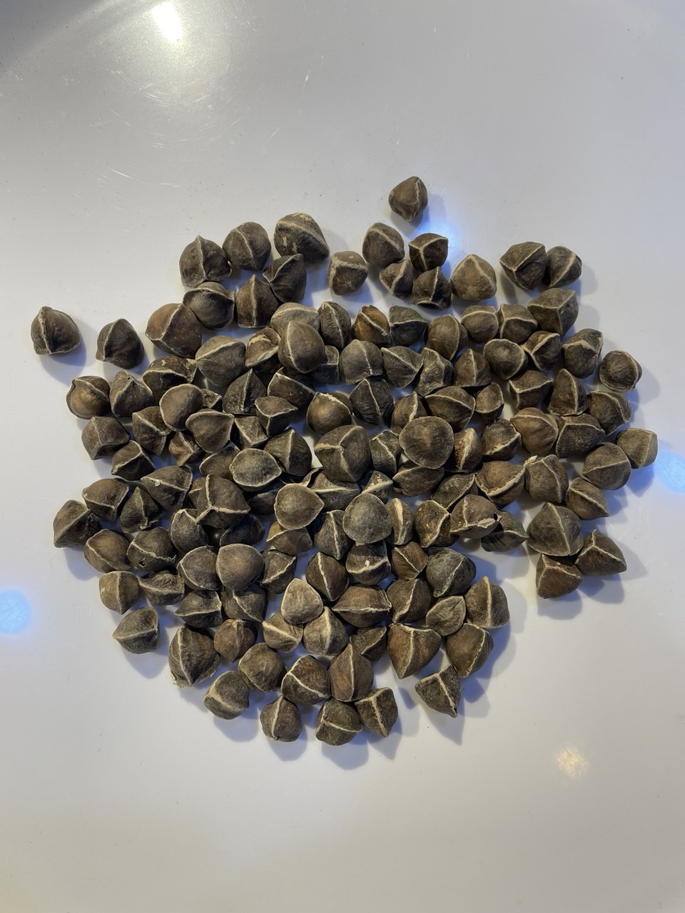 مورينغا حب (مورينجا حب) Moringa Seeds