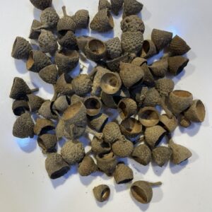 رؤوس البلوط Cupules
