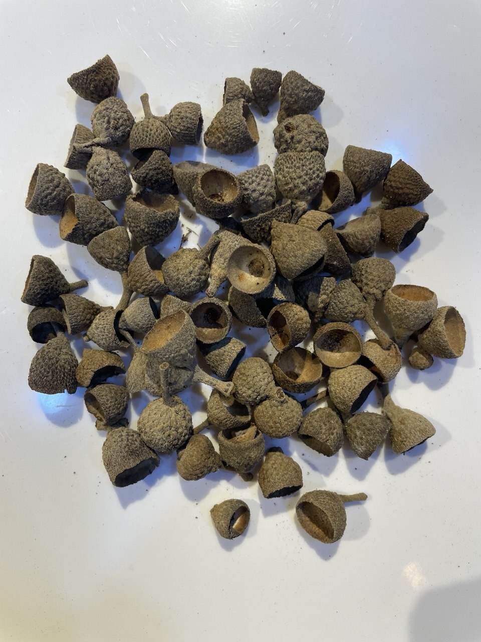 رؤوس البلوط Cupules