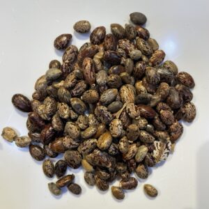 خروع حب - castor seeds
