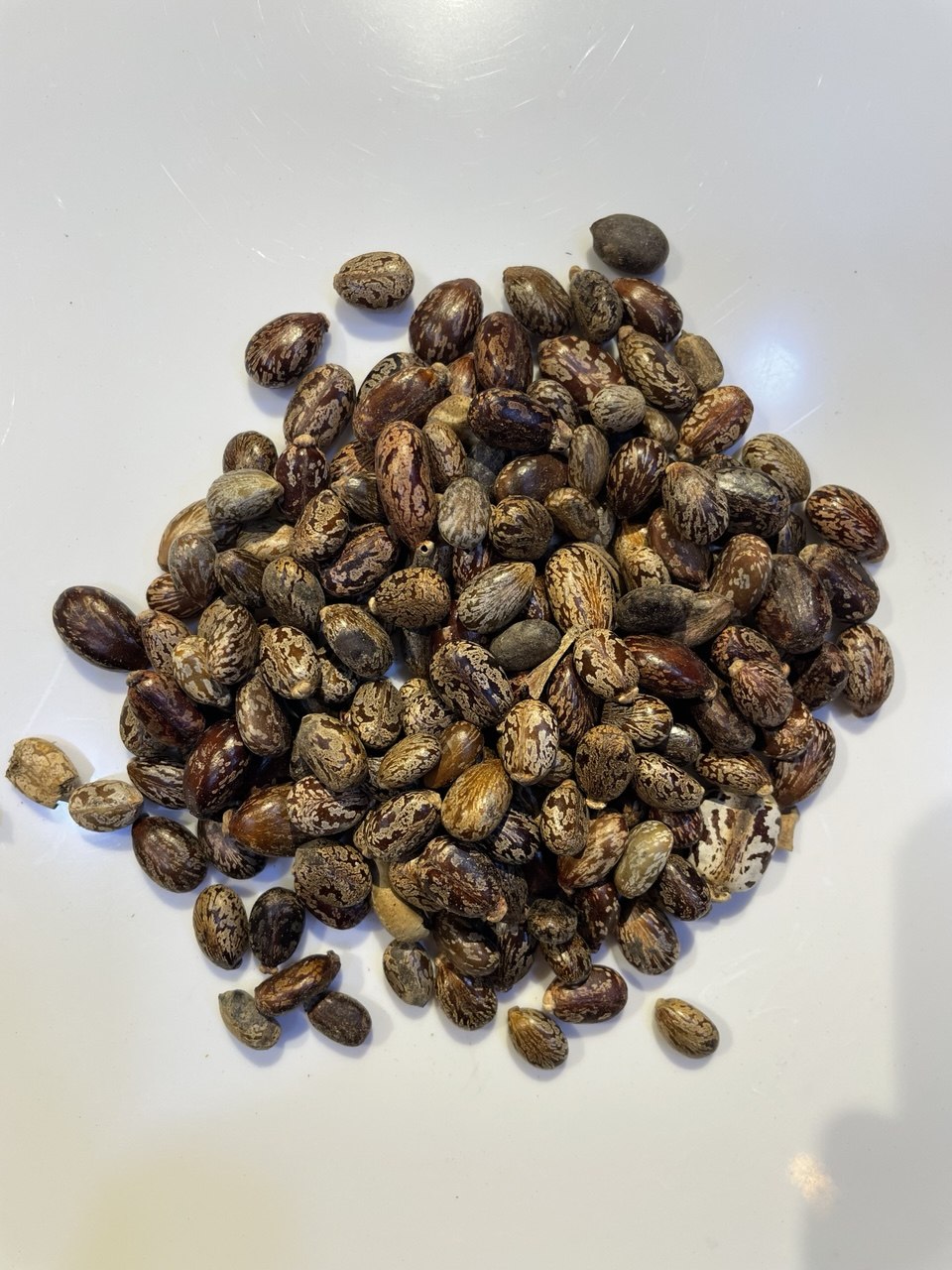 خروع حب - castor seeds