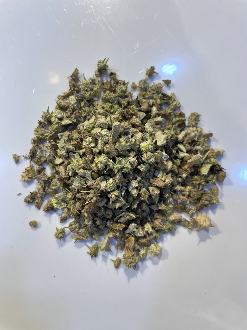 حسك Tribulus Terrestris
