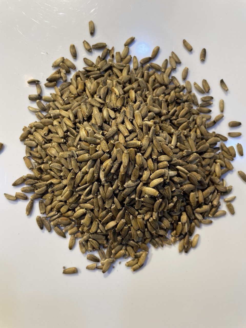 شوك الجمل الأبيض Thistle