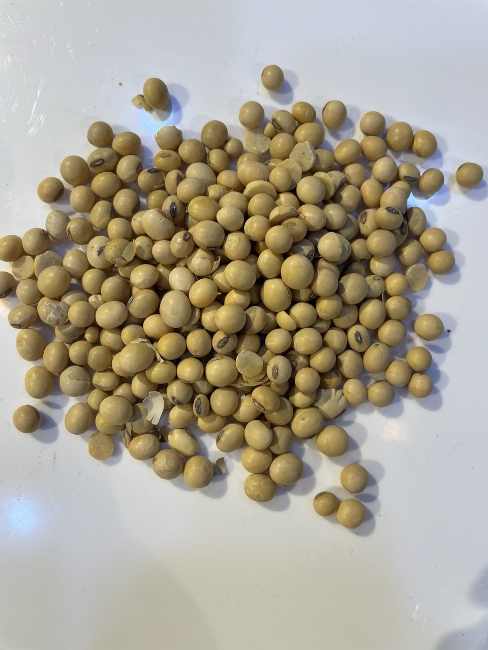 فول الصويا Soybeans