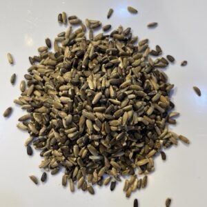 شوك الجمل أسود Black Camel Thistle