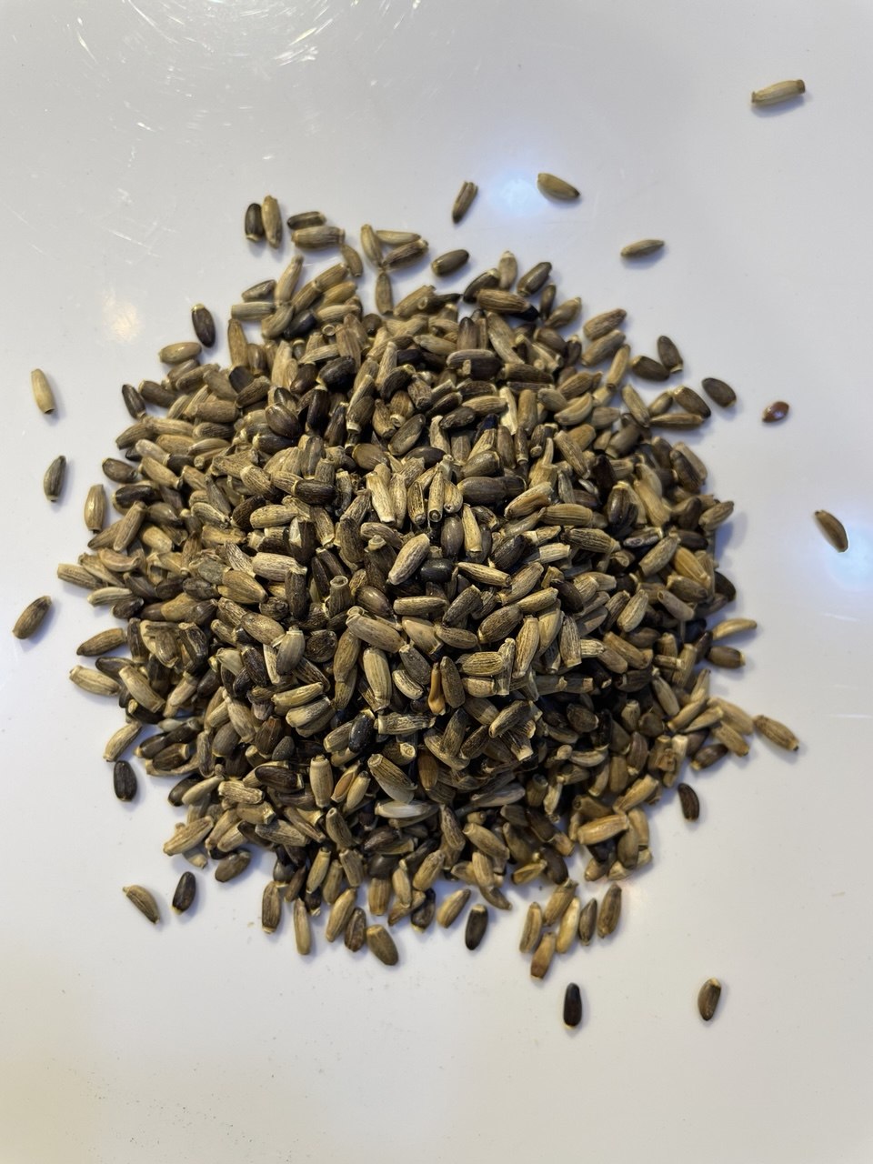 شوك الجمل أسود Black Camel Thistle