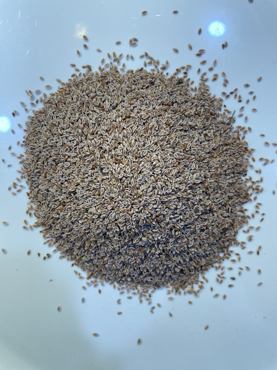 كاتونا (القاطونة) katuna