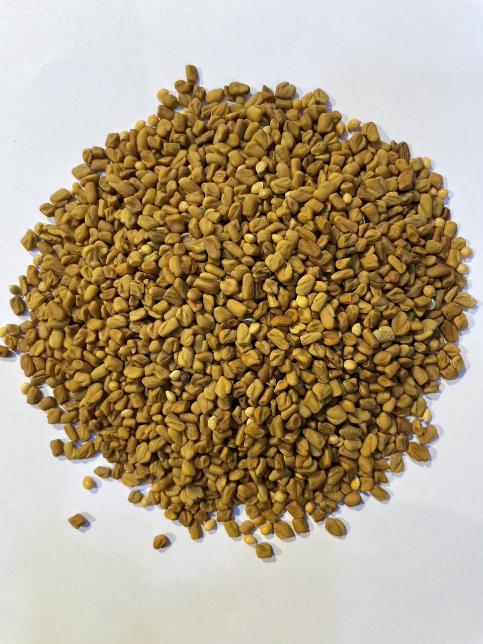 حلبة حب Whole Fenugreek