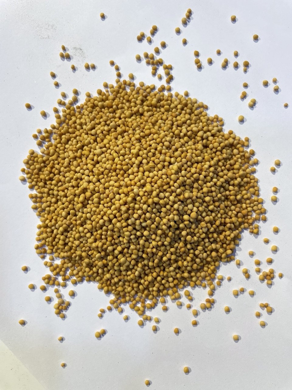 خردل اصفر Yellow Mustard Seeds