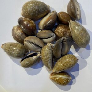 ودعة ذكر