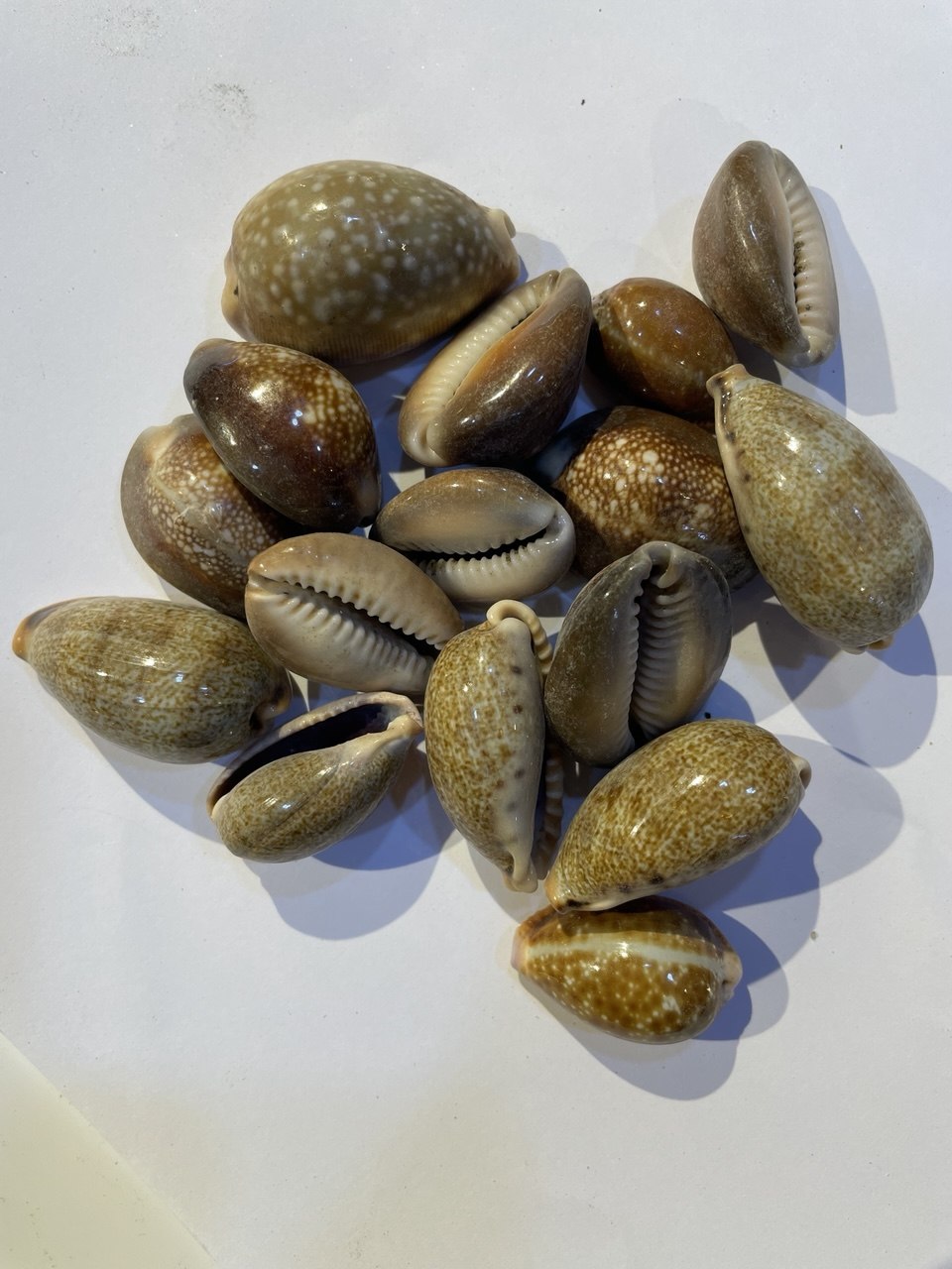 ودعة ذكر