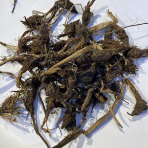نبات السعد Nutgrass