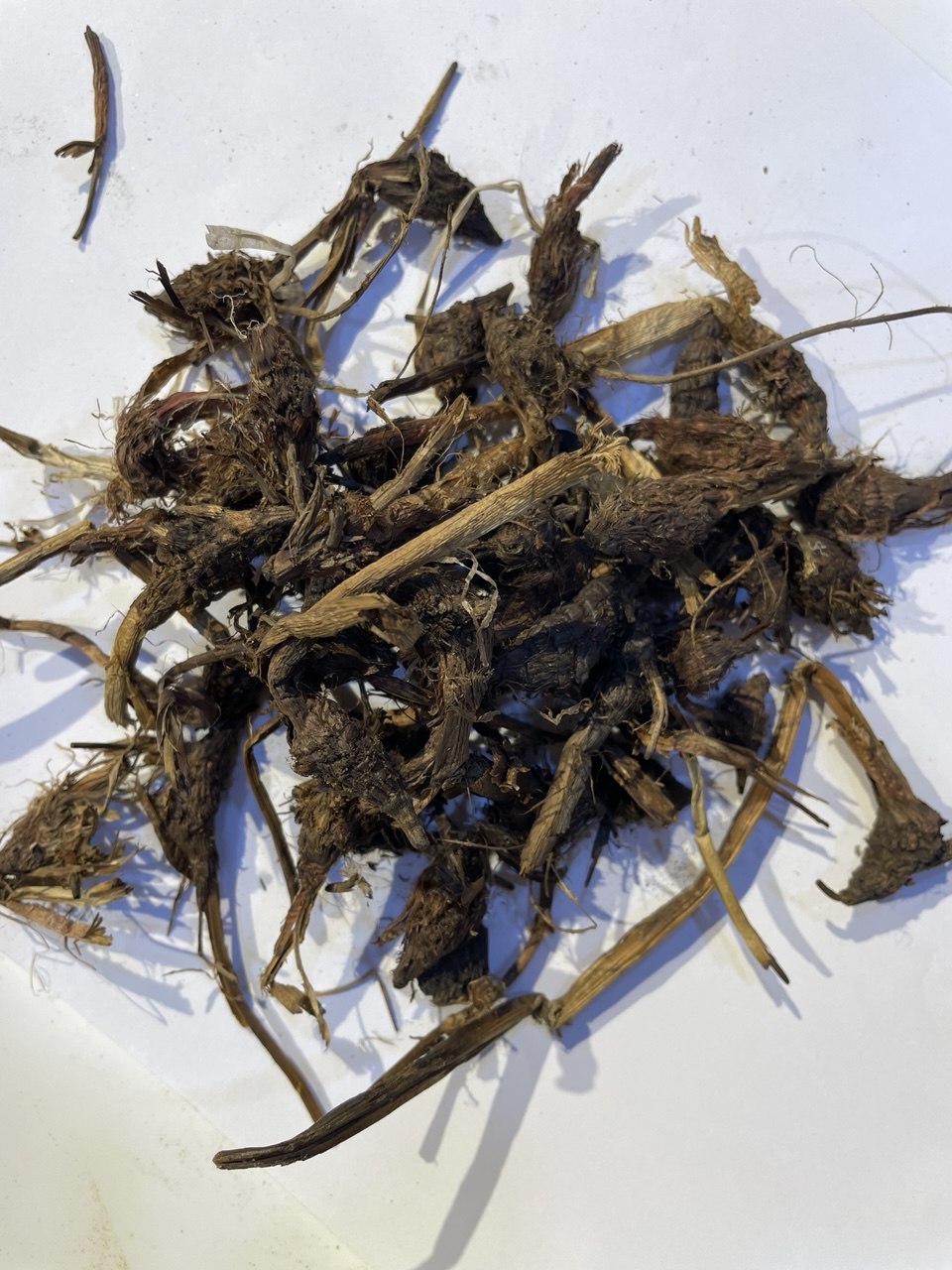 نبات السعد Nutgrass