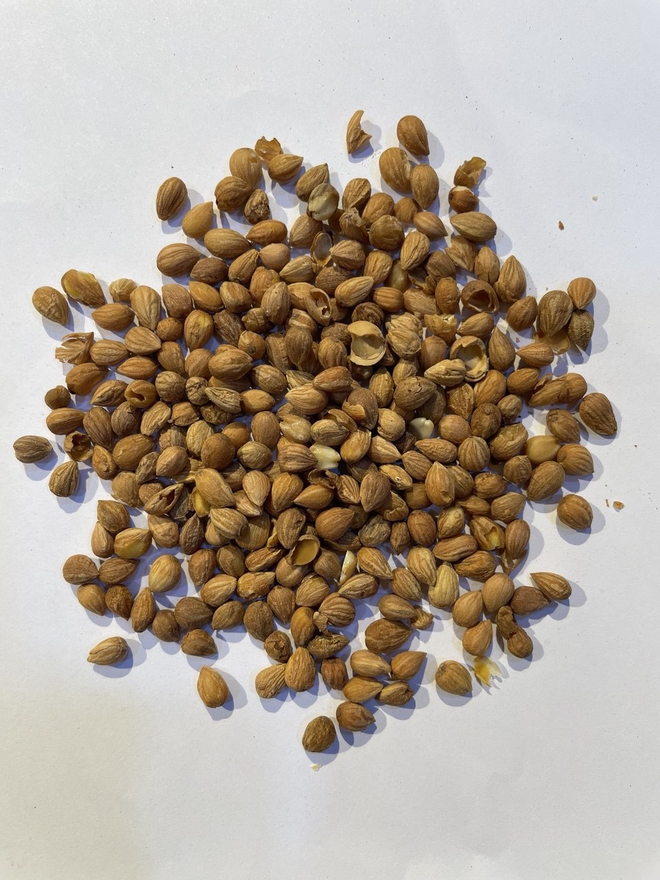 قمحة (المحلب) Prunus Mahaleb