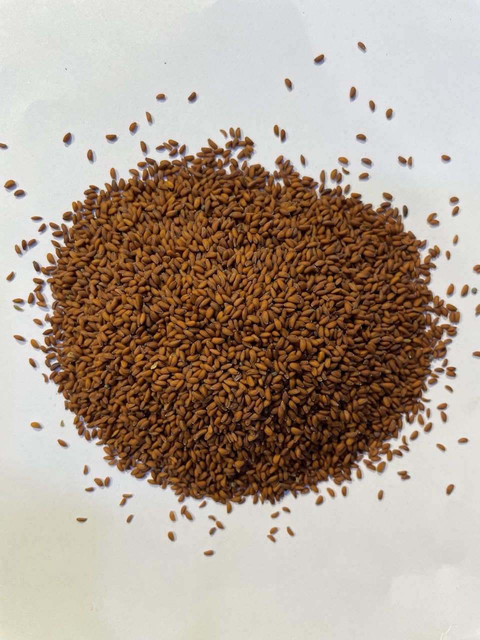 حب الرشاد - Garden Cress