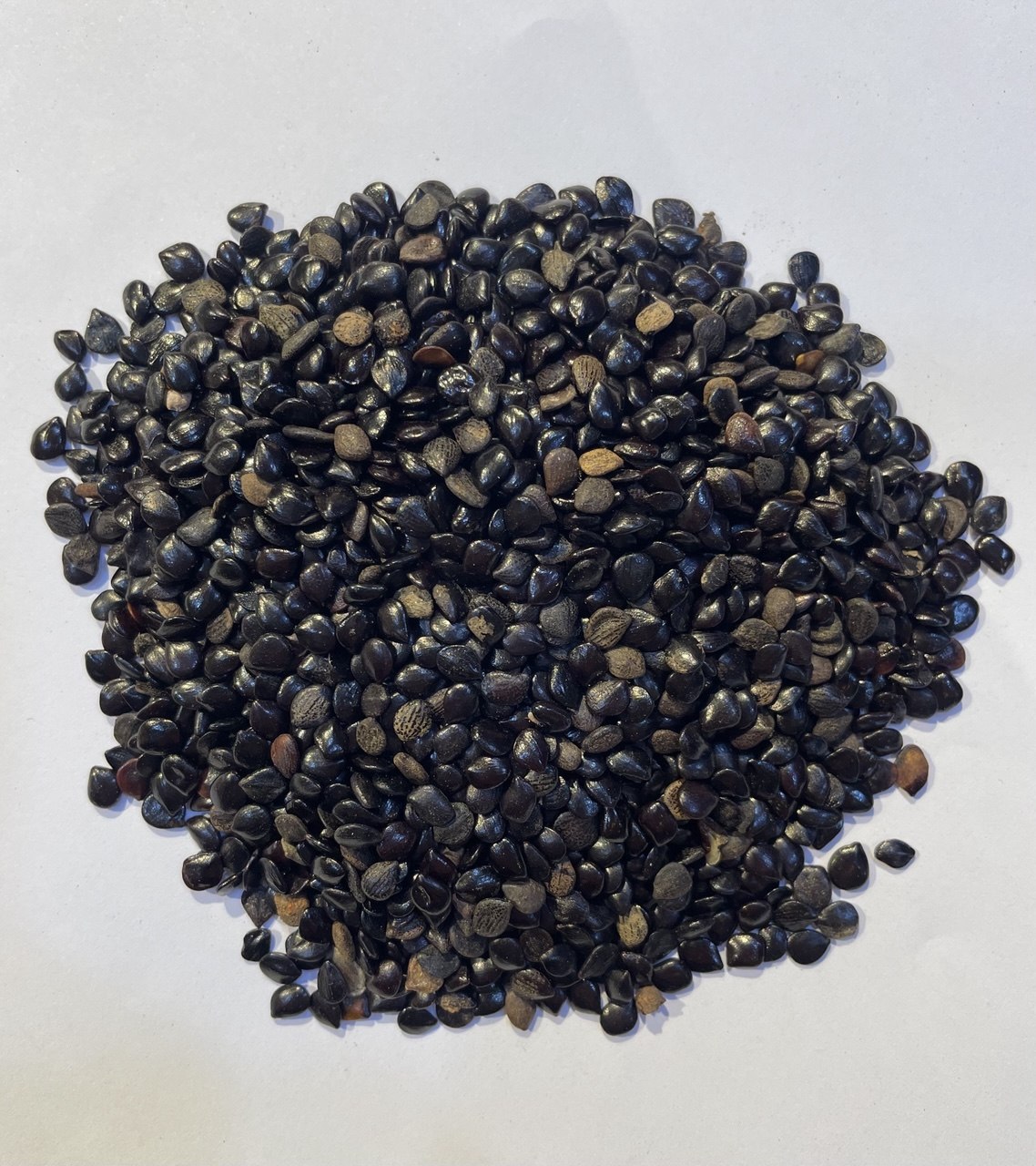 الحبة السوداء black seed