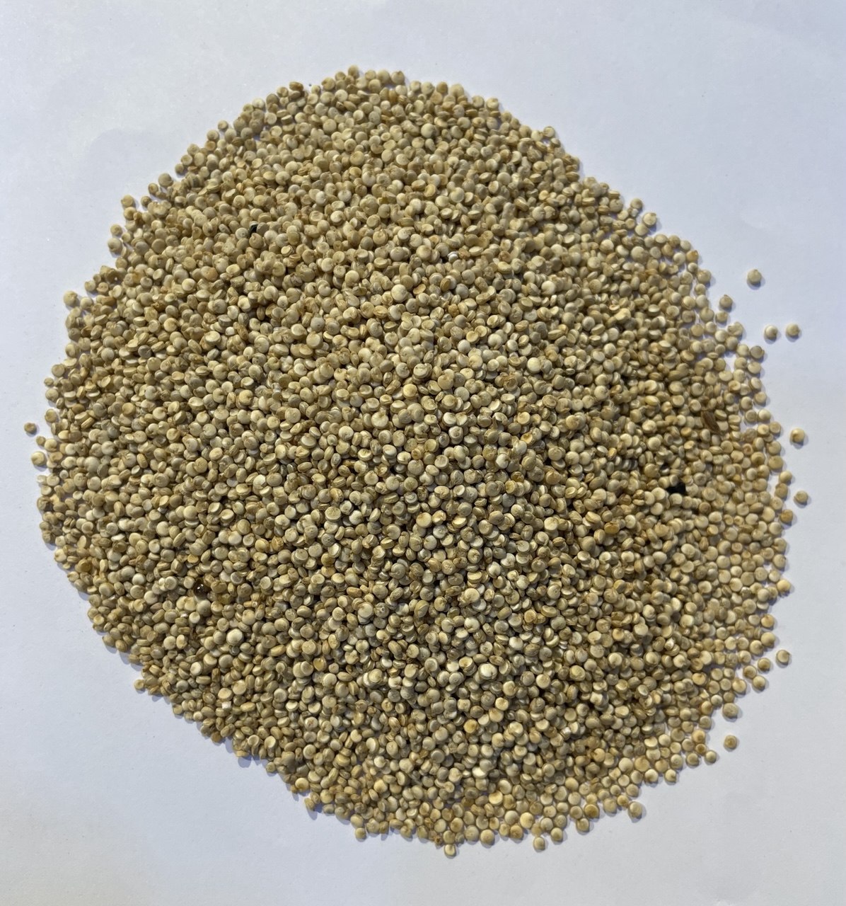 كينوى Quinoa