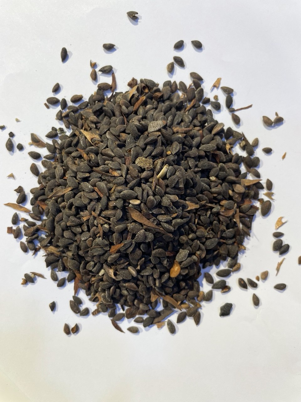 زقوقو Aleppo Pine Seeds