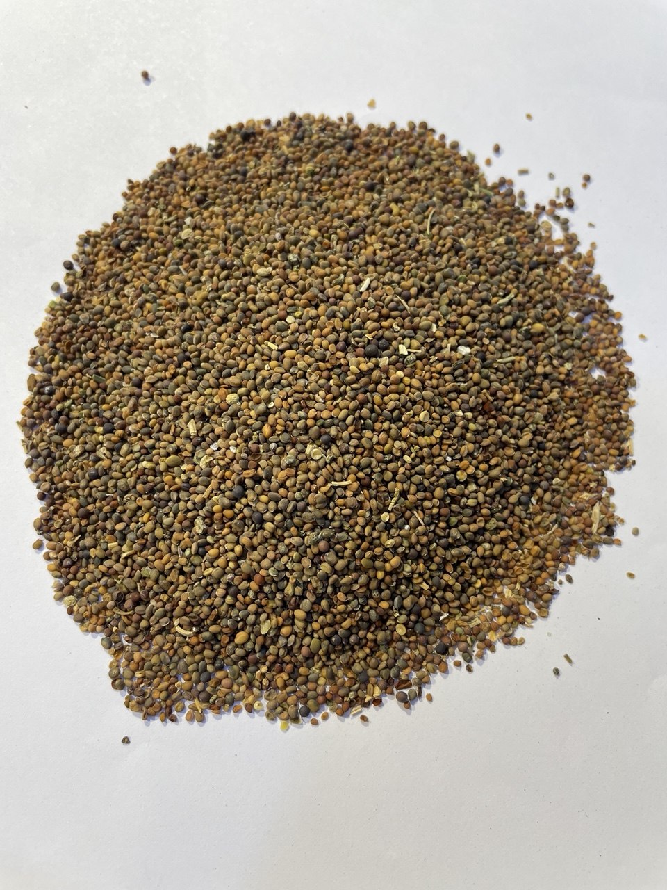 جرجير Arugula- Rocket Seeds
