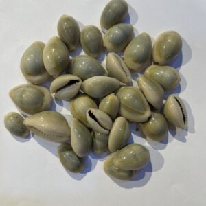 ودعة Cowrie Shells
