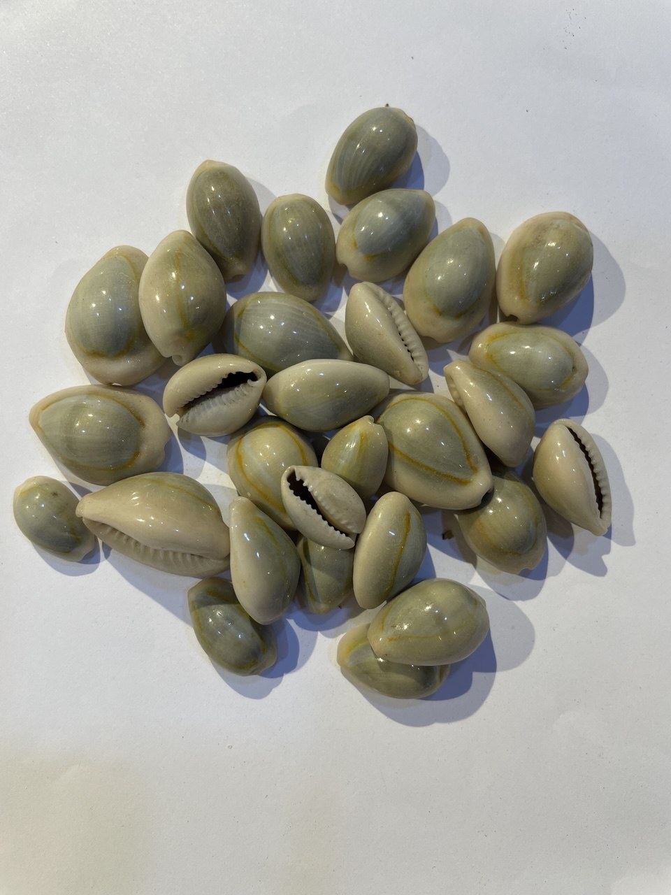 ودعة Cowrie Shells