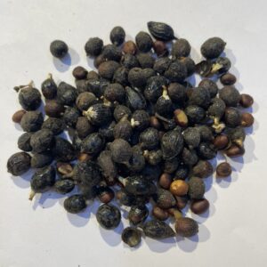 بلميط المنشاري Saw Palmetto