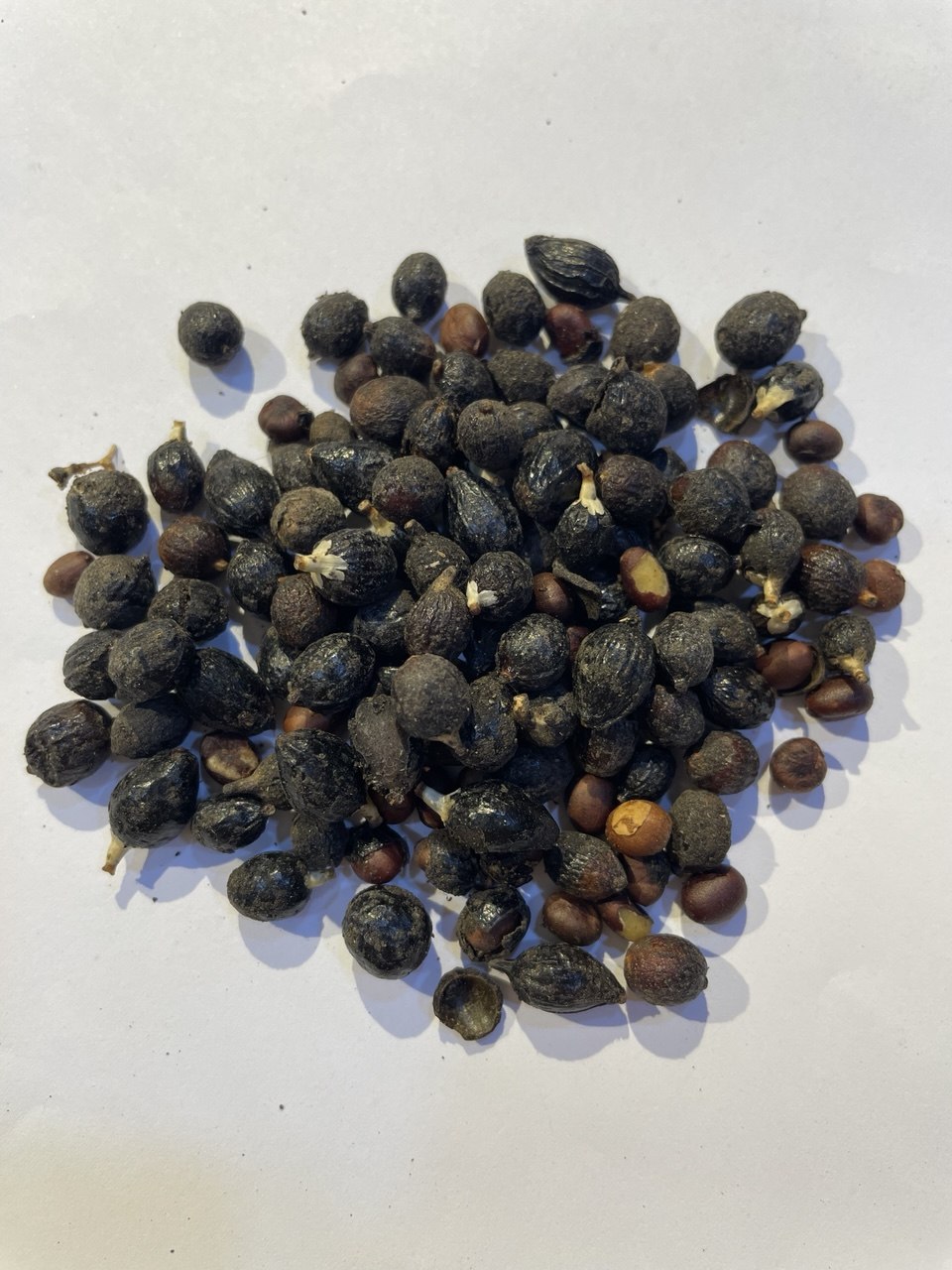 بلميط المنشاري Saw Palmetto