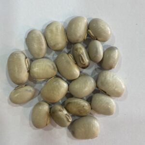 الموكونا (Mucuna pruriens)