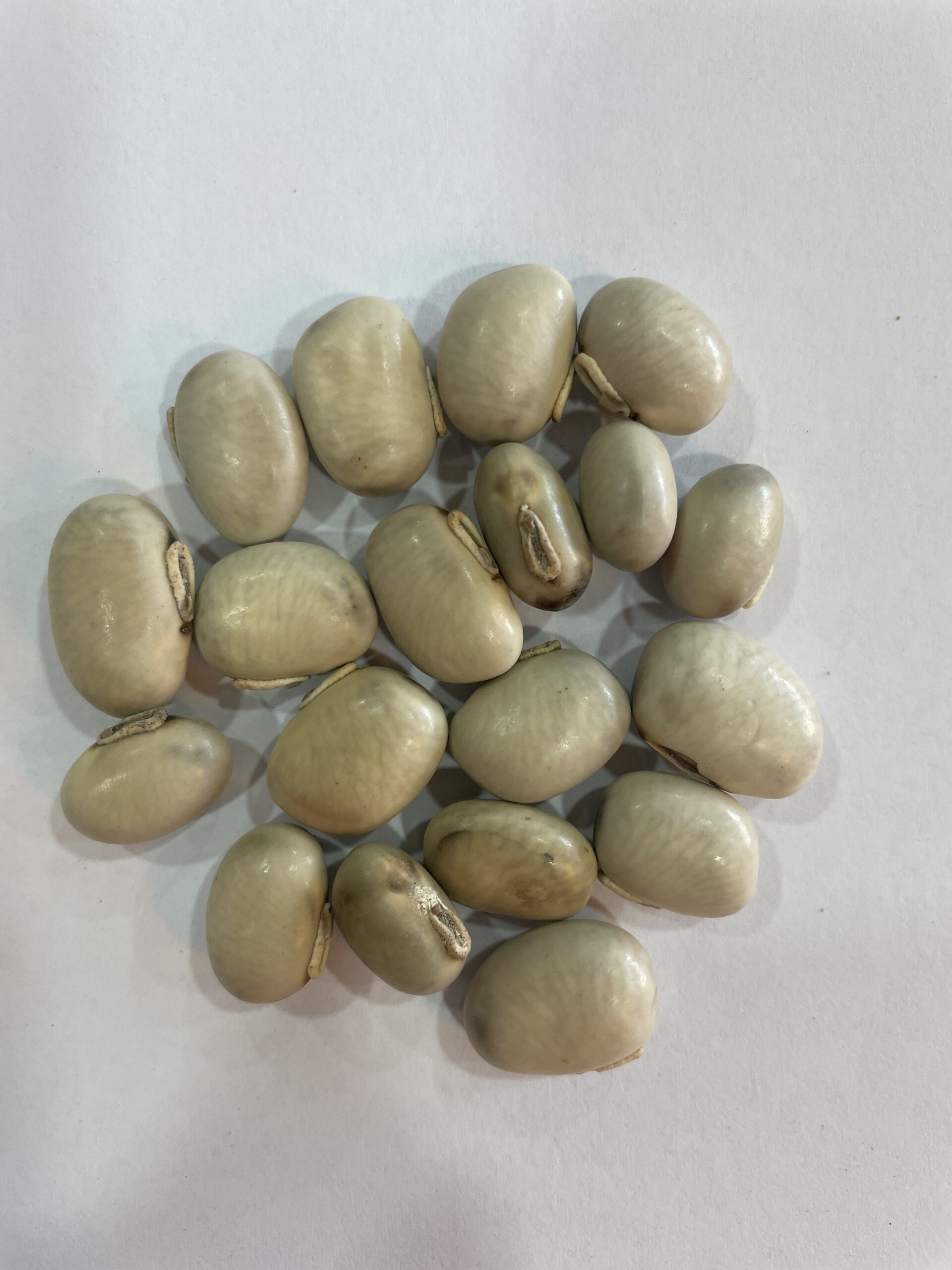الموكونا (Mucuna pruriens)