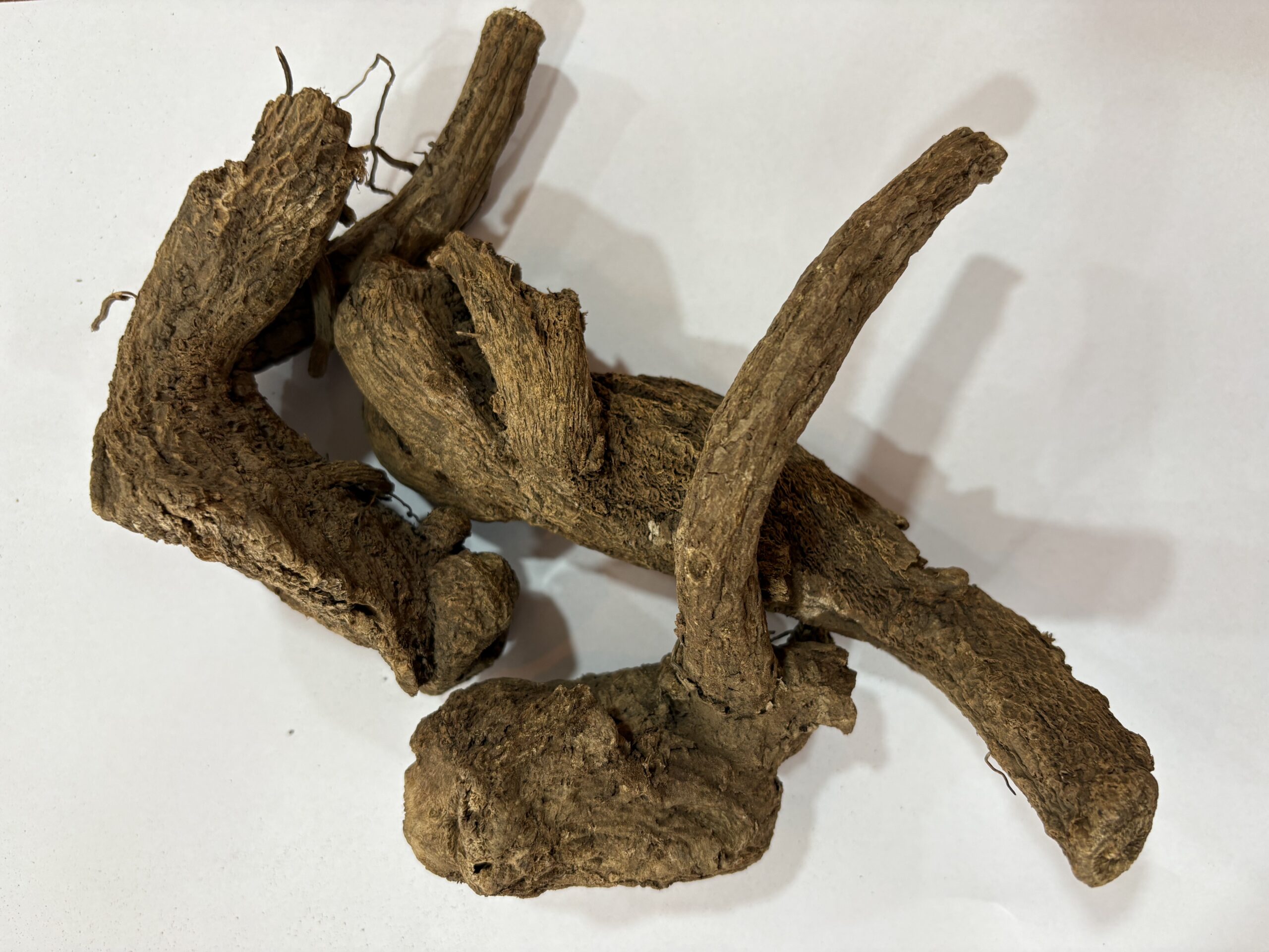 القسط الهندي Indian Costus Root