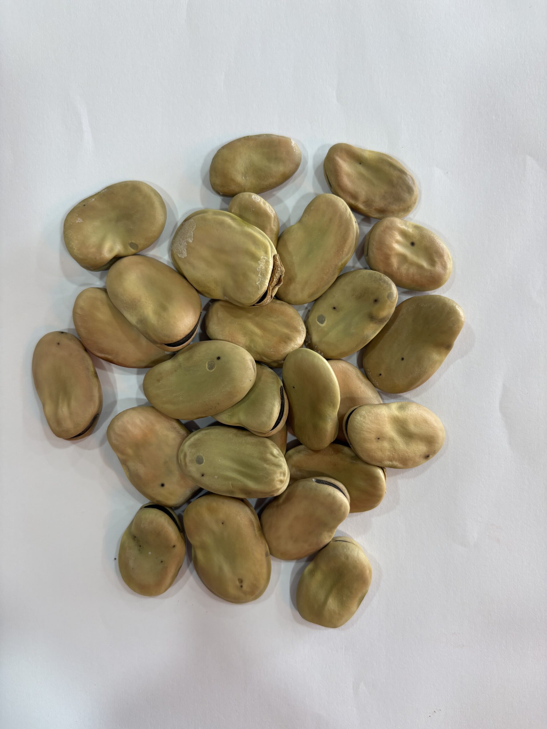 فول (حبة كاملة)